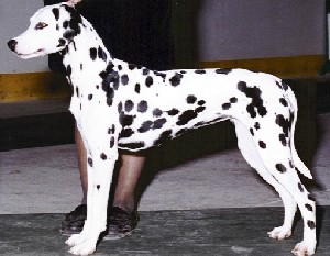 CH Rose'N Dal's Tazmanian Devil (Taz)